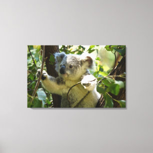 Impressão Em Tela Koala surpreendente bonito do bebê em uma árvore