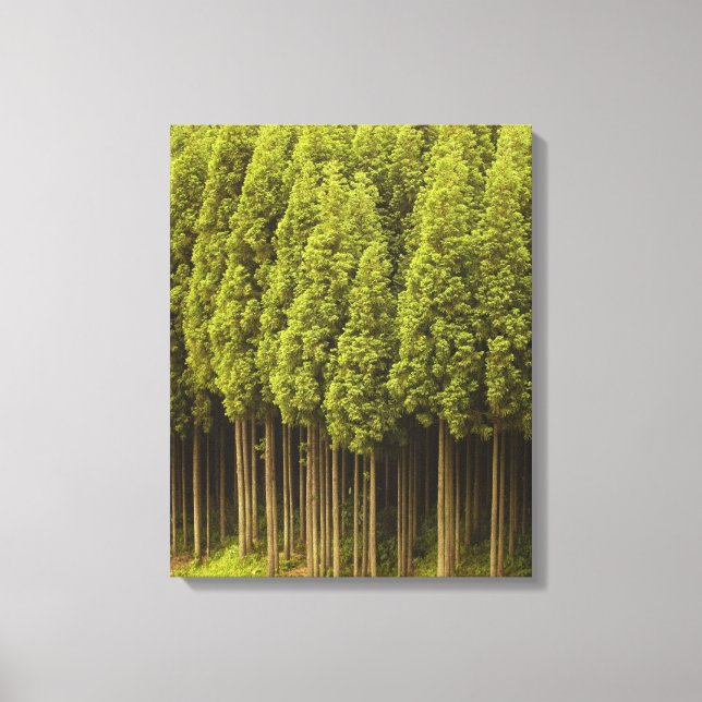 Impressão Em Tela Koya Sugi Cedar Trees (Frente)
