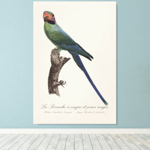 Impressão Em Tela La Perruche a nuque et joues rouges