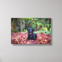 Labrador Negro Em Folhas De Queda