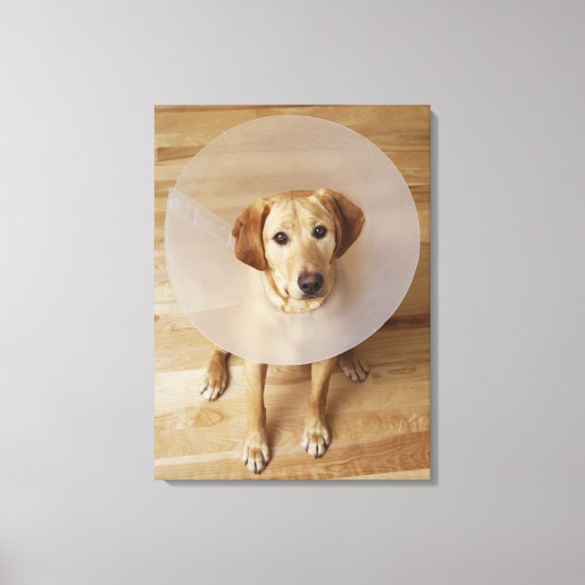 Impressão Em Tela Labrador recuperador com cone em volta do pescoço (Frente)