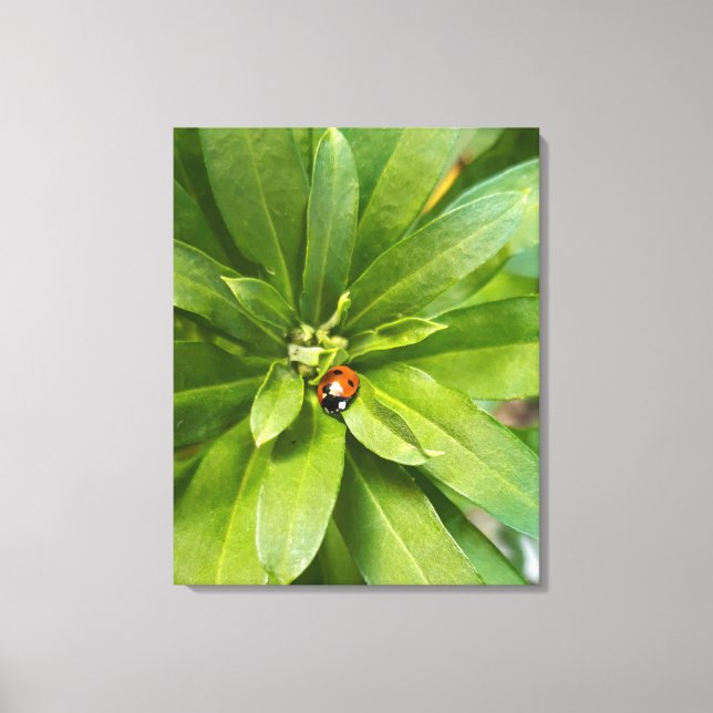 Impressão Em Tela Ladybug em Flores (Frente)