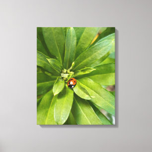 Impressão Em Tela Ladybug em Flores