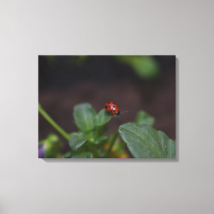 Impressão Em Tela Ladybug em Flores