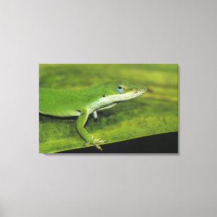 Impressão Em Tela Lagartixa-verde, Anolis carolinensis, adulta em pa