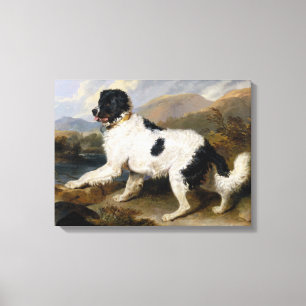 Impressão Em Tela Landseer Newfoundland Dog (Black and White Animal)