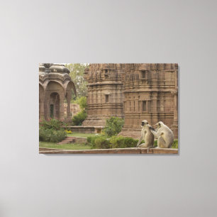 Impressão Em Tela Langurs de Hanuman ou Preto-enfrentado, terra