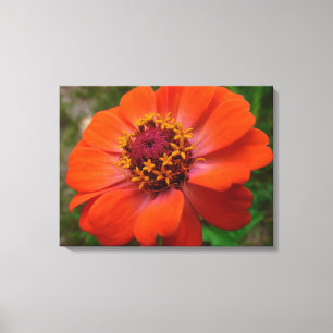 Impressão Em Tela Laranja Zinnia Wildflower Natureza Floral