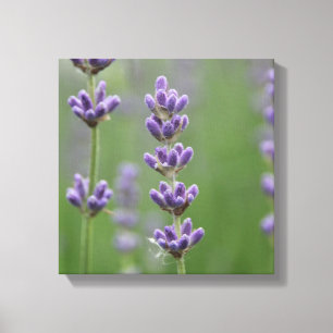 Impressão Em Tela Lavanda de Densidade