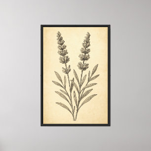 Impressão Em Tela Lavanda Vintage Engrave Botânico