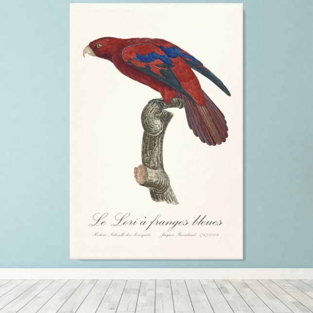 Impressão Em Tela Le Lori a franges bleues (Insitu(piso de madeira))