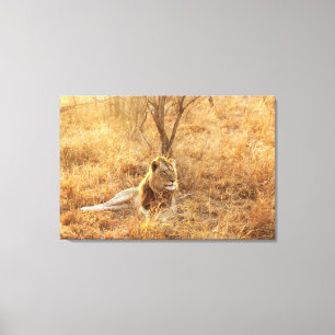 Impressão Em Tela Leão