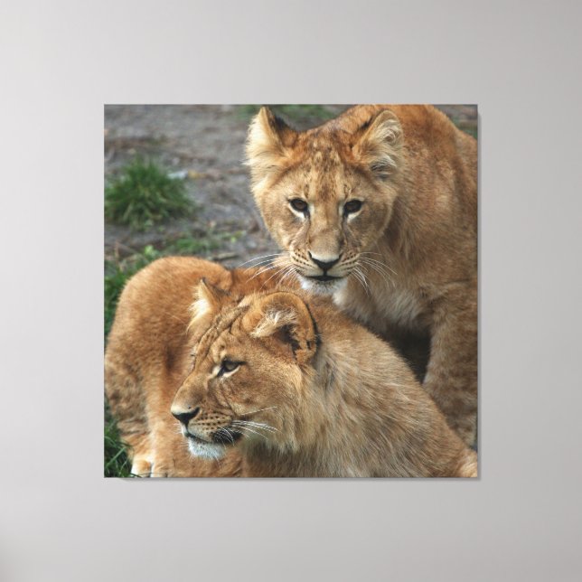 Impressão Em Tela Leão 033 (Frente)