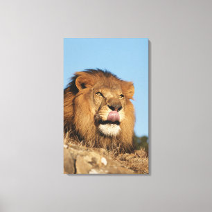 Impressão Em Tela Leão-africano (Panthera Leo), savana africana