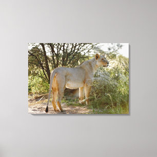 Impressão Em Tela leão da leoa, Panthera leo, Kgalagadi