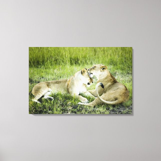 Impressão Em Tela Leão e leoa, África 2 (Frente)