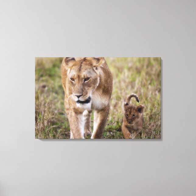 Impressão Em Tela Leão fêmea com cubo (Frente)