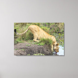 Impressão Em Tela Leão fêmea (Panthera leo), nacional de Mara do