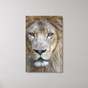 Impressão Em Tela Leão masculino adulto no zoológico de Sacramento, 
