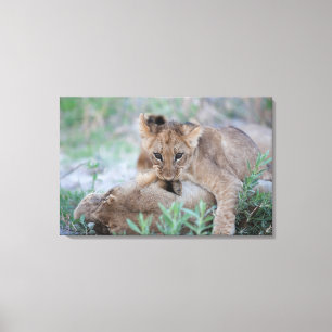 Impressão Em Tela Leão (Panthera leo) mordendo orelha das mães