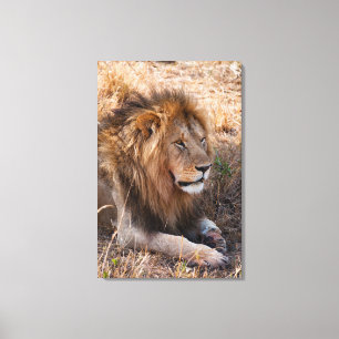 Impressão Em Tela Leão Reserva Nacional Maasai Mara, Quênia