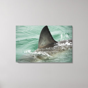 Impressão Em Tela Leme dorsal de um grande tubarão branco
