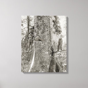 Impressão Em Tela Lenhador com abeto gigante, 1905. Foto do vintage