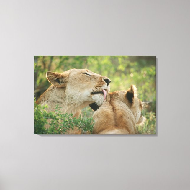 Impressão Em Tela Leões, Panthera leo grooming, África do Sul (Frente)
