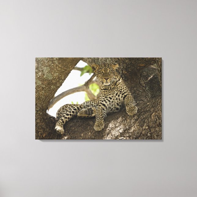 Impressão Em Tela Leopardo-africano, Panthera pardus (Frente)