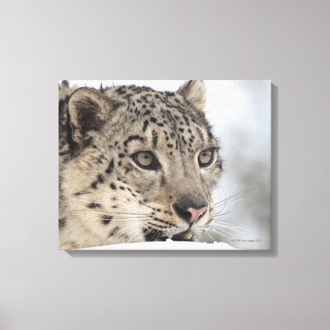 Impressão Em Tela Leopardo-da-neve (Declaração da Uência) (Frente)