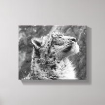 Leopardo de Neve Paciente