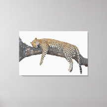 Leopardo Dormente