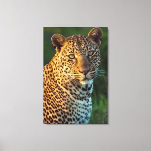 Impressão Em Tela Leopardo Macho (Panthera Pardus) Filhote Adulto