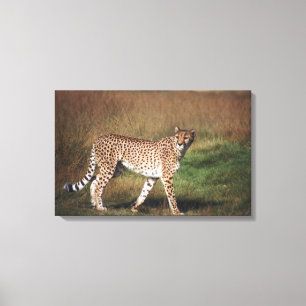 Impressão Em Tela Leopardo na planície