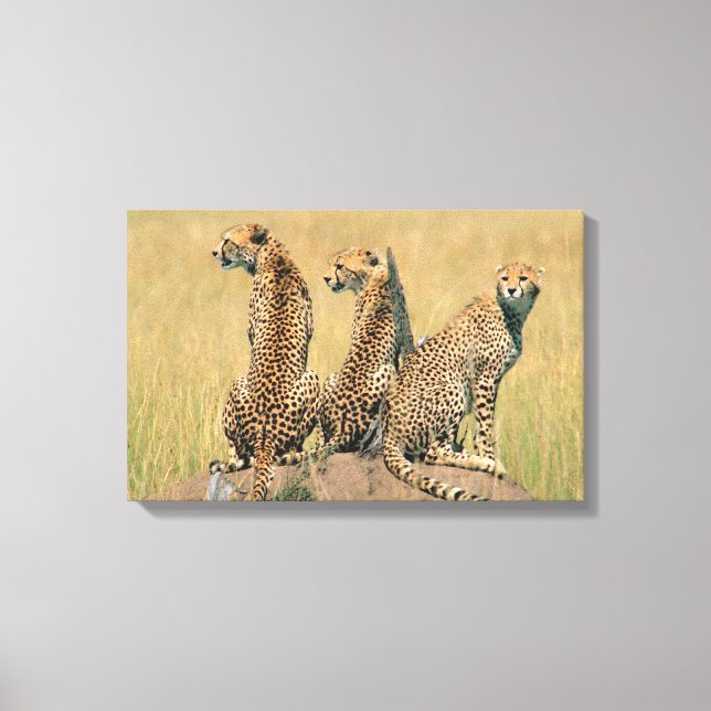 Impressão Em Tela Leopardos olhando para longe (Frente)