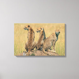 Impressão Em Tela Leopardos que olham afastado
