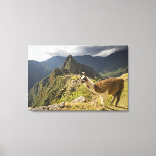 Impressão Em Tela Lhamas e uma vista geral de Machu Picchu,