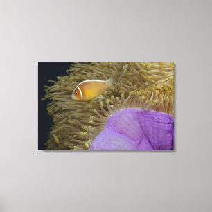 Impressão Em Tela LIfe submarino; PEIXE: Palha (rosa)