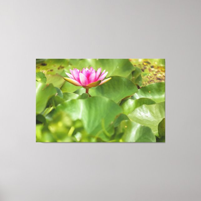 Impressão Em Tela Lily de Água Rosa (Frente)