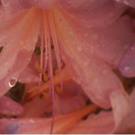 Impressão Em Tela Lily Rosa na Chuva