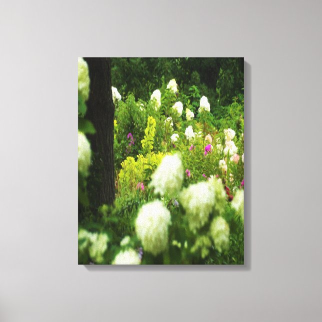 Impressão Em Tela Limelight Hydrangeas no meu Jardim Rubio (Frente)