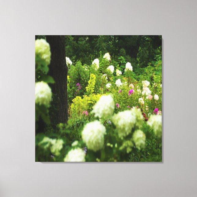 Impressão Em Tela Limelight Hydrangeas no meu Jardim Rubio (Frente)