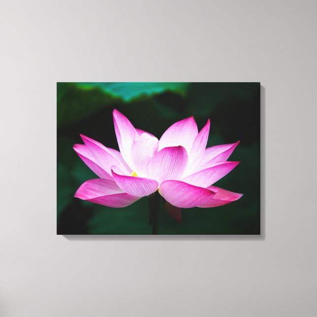 Impressão Em Tela Linda Flor de Lotus Rosa Bloqueia (Frente)