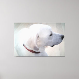 Impressão Em Tela Linda Foto do Perfil de Cachorro Branco Labrador M