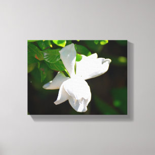 Impressão Em Tela Linda Gardenia Flor