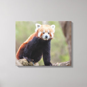 Impressão Em Tela Linda Panda Vermelha em uma filial