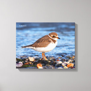 Impressão Em Tela Linda Praga Semipalmada na Praia