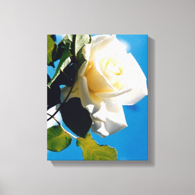 Impressão Em Tela Linda rosa branca (Frente)