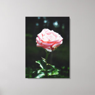 Impressão Em Tela Linda Rosa Rosa