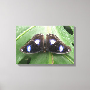 Impressão Em Tela Linda Tela de Borboleta Azul Detectada